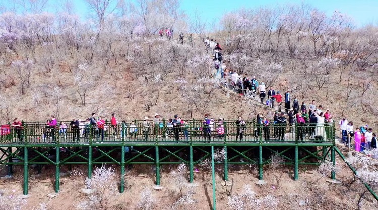 以花为媒 黑龙江鸡西打造 “花开等你 浪漫之旅”特色文旅品牌_fororder_微信图片_20230430100514