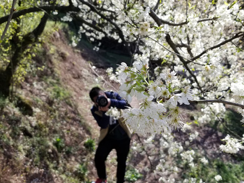 重庆丰都：樱桃花开俏争春