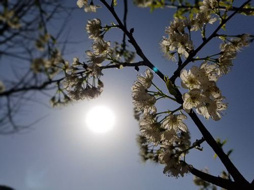 重庆丰都：樱桃花开俏争春