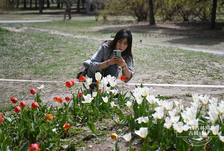 长春公园郁金香花开_fororder_吉林郁金香1