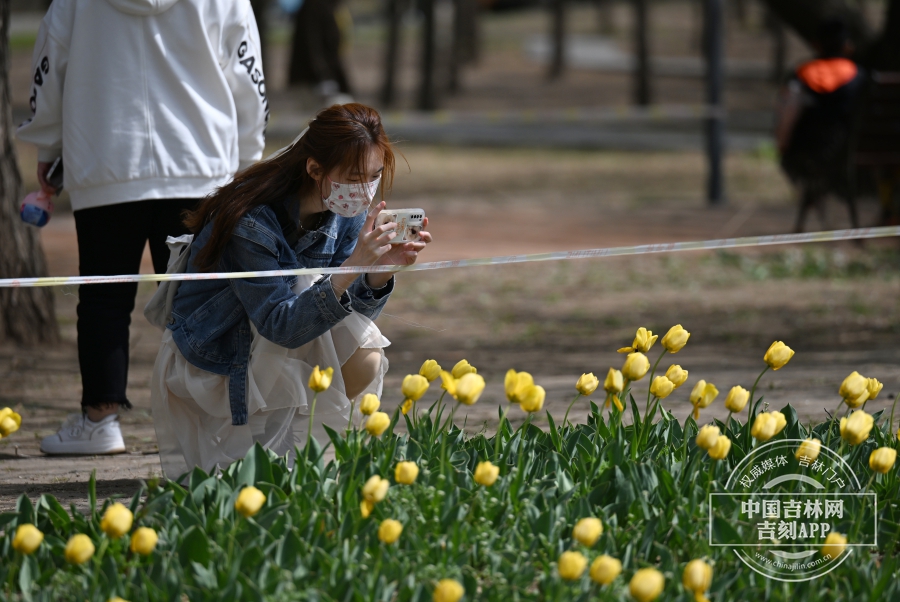 长春公园郁金香花开_fororder_吉林郁金香5