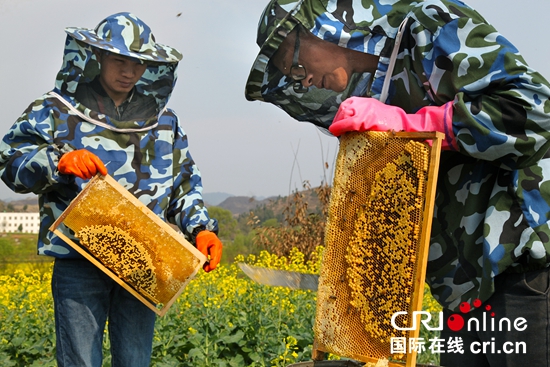 贵州“赶花”人:追着花期酿甜蜜