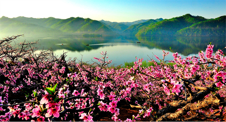 （文旅专题）丹东：河口山间 花开烂漫_fororder_文旅丹东2