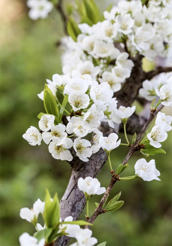 （文旅专题）抚顺：繁花似锦 百花齐放_fororder_文旅抚顺3