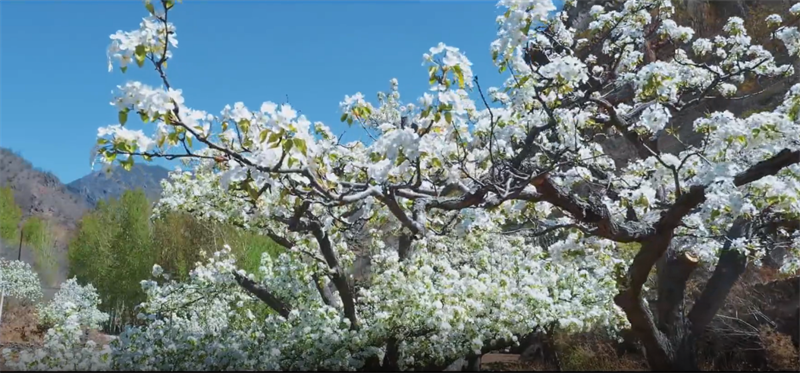 （文旅专题）葫芦岛：春风十里 陌上花开_fororder_文旅葫芦岛1