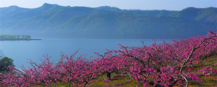 （文旅专题）丹东：河口山间 花开烂漫_fororder_文旅丹东1