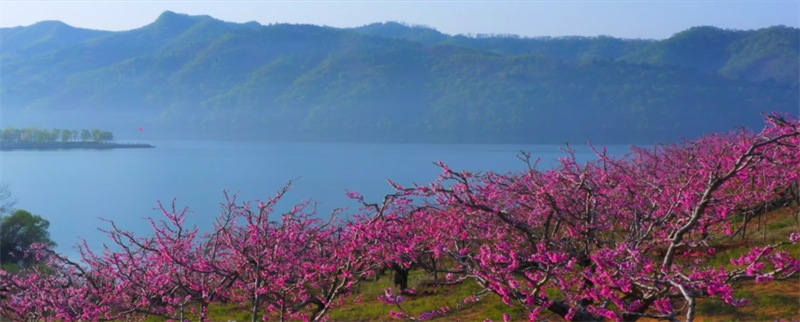 （文旅专题）丹东：河口山间 花开烂漫_fororder_文旅丹东1