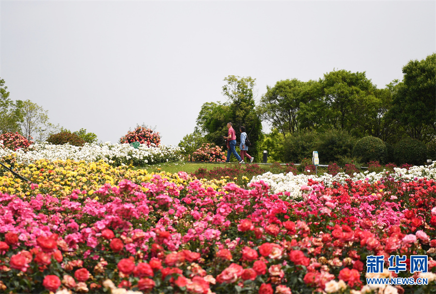 河南南阳：月季花开引客来