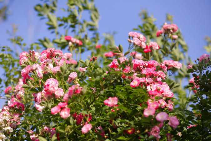 襄阳南漳：蔷薇“花瀑”扮靓街头