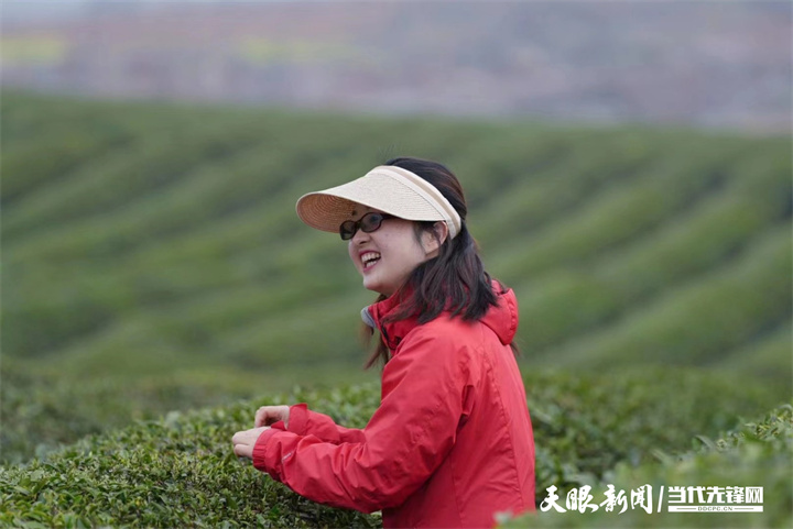 春天的茶讯｜安顺茶旅融合“绿”生香