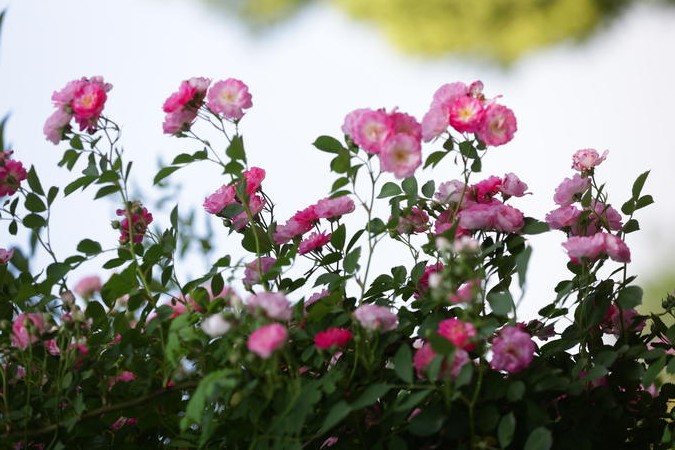 襄阳南漳：蔷薇“花瀑”扮靓街头