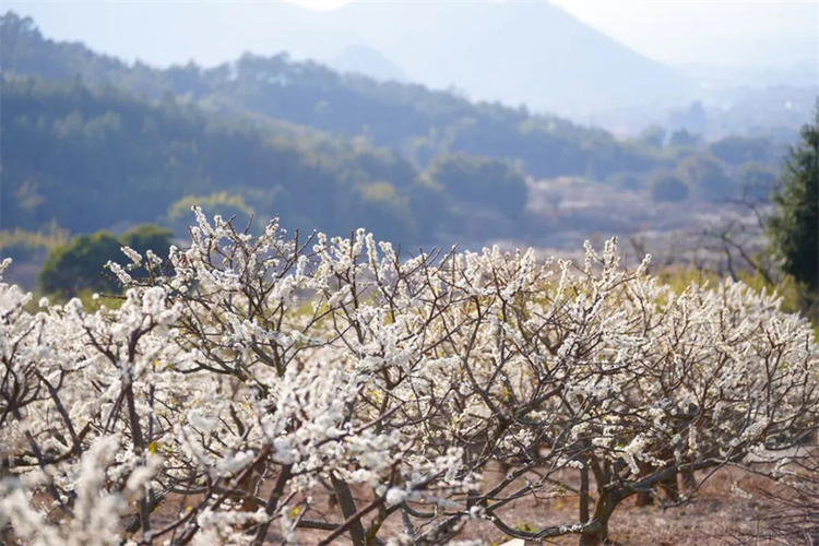 （文旅专题）铁岭：花天锦地 踏春而来_fororder_文旅铁岭1