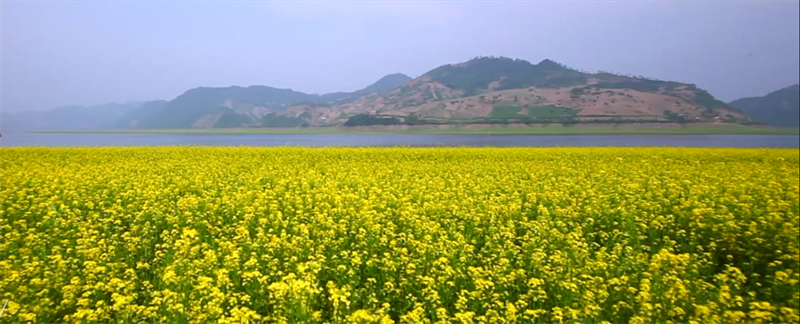 （文旅专题）丹东：河口山间 花开烂漫_fororder_文旅丹东5