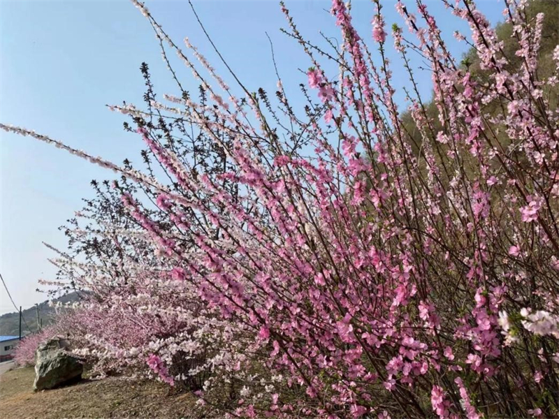 （文旅专题）抚顺：繁花似锦 百花齐放_fororder_文旅抚顺2