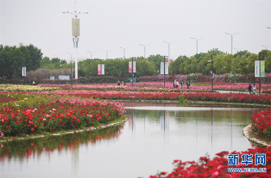 河南南阳：月季花开引客来