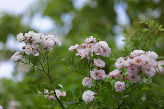 襄阳南漳：蔷薇“花瀑”扮靓街头