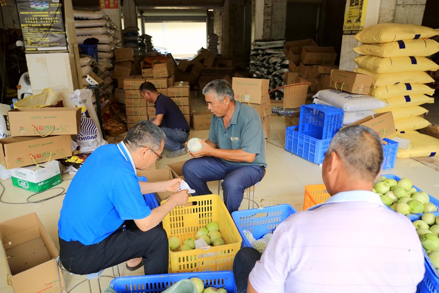 广西贵港：香瓜喜丰收 瓜农笑开颜