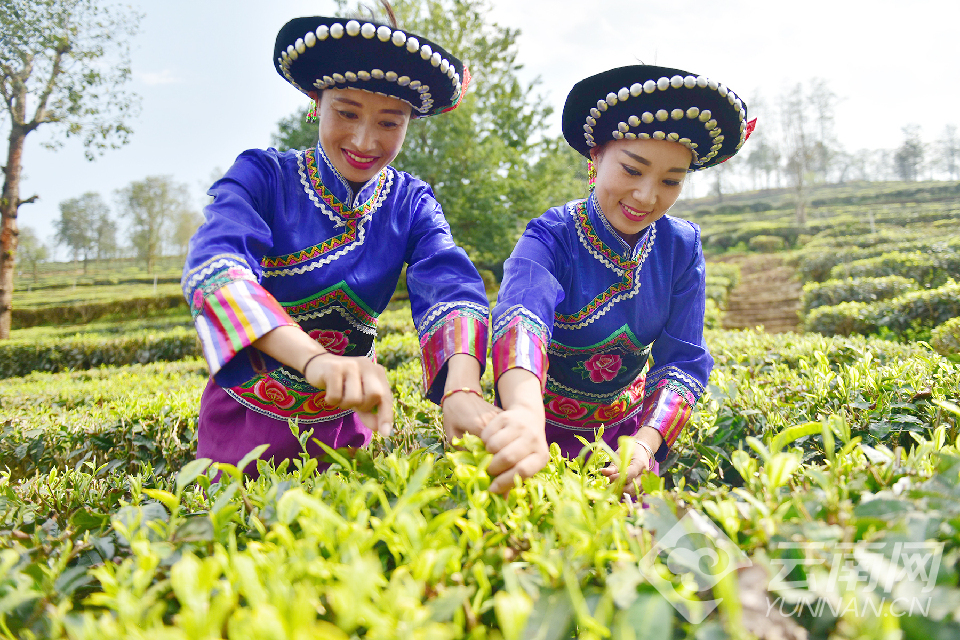 大理：又到春茶采摘时