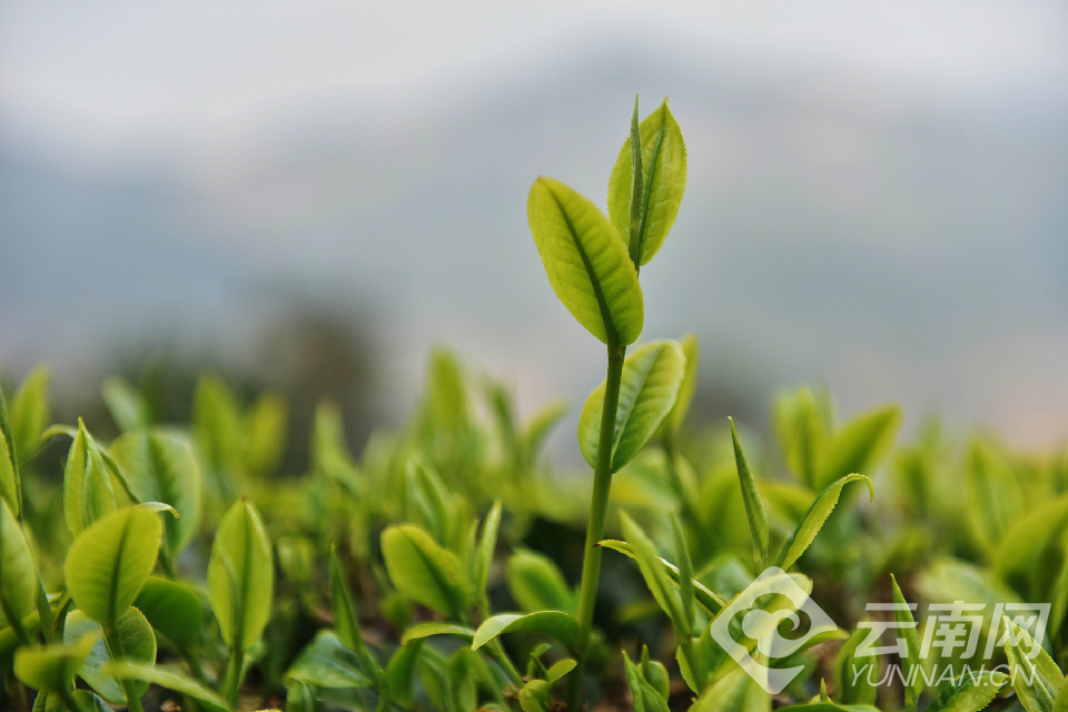 大理：又到春茶采摘时