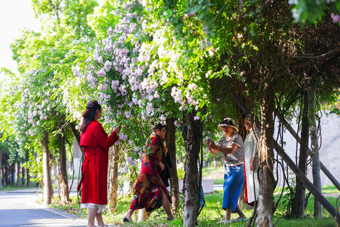 襄阳南漳：蔷薇“花瀑”扮靓街头