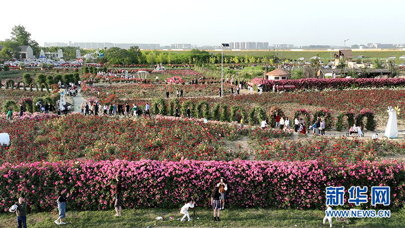 湖北老河口：月季花海迷人眼 芳香四溢醉人心