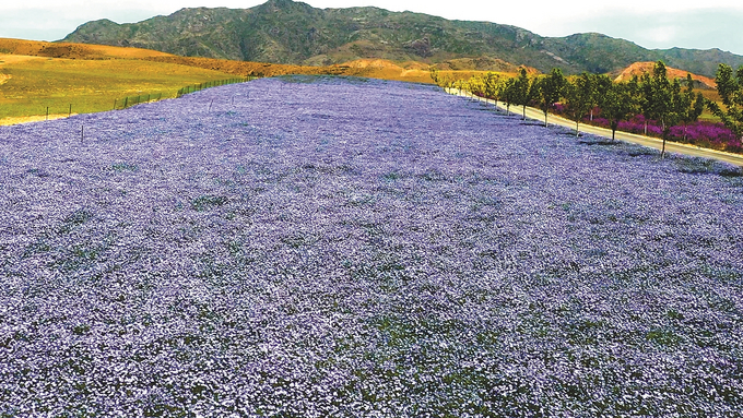 跨越八千里 苏伊共叙“山海情”