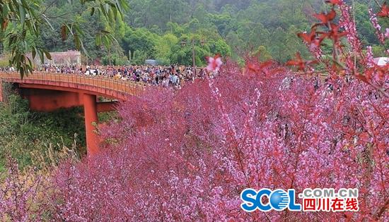 火过乐山大佛！乐山这个公园周末近10万人来看桃花