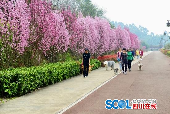 火过乐山大佛！乐山这个公园周末近10万人来看桃花