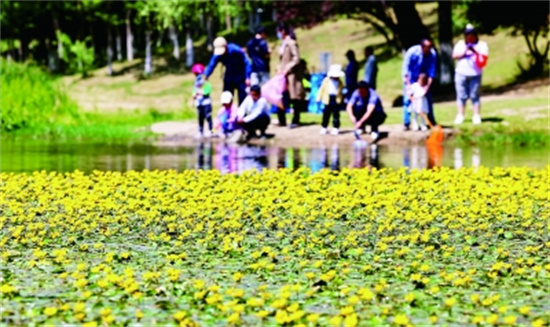 南京琵琶湖：《诗经》荇菜花开 碧水诗意自来_fororder_27243-A3荇菜盛开琵琶湖—图片27218_b