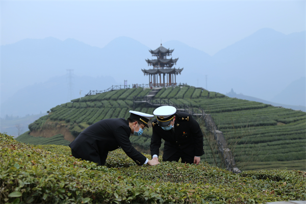 武汉海关护航楚茶出口一路飘香_fororder_图片1