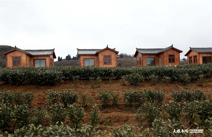 百里山水 花美茶香——毕节市百里杜鹃茶旅融合新观察