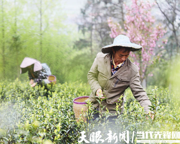 贵州全力以赴打造高质量干净黔茶