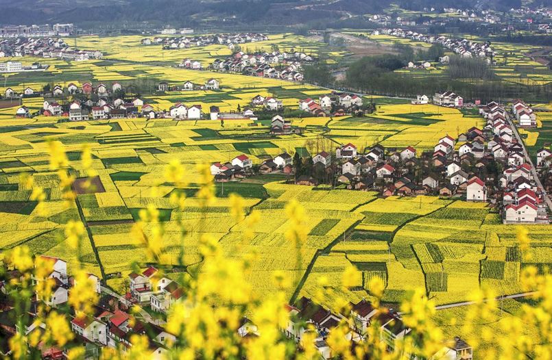 【专题 三国圣地 美丽勉县  CRI多余报道 韩语】삼국의 성지, 유채화 관광지로