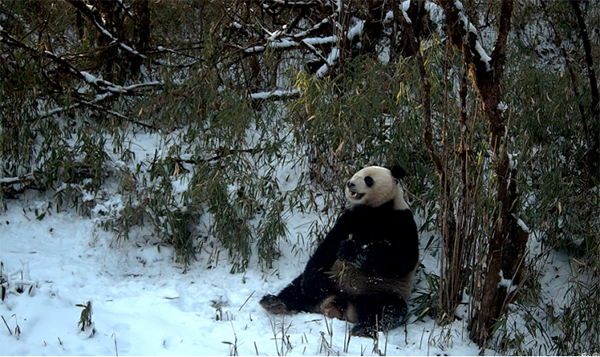 Infrared Camera Captured images of Wild Giant Pandas Drinking Water and Foraging in Dayi, Chengdu, Sichuan Province_fororder_熊猫2