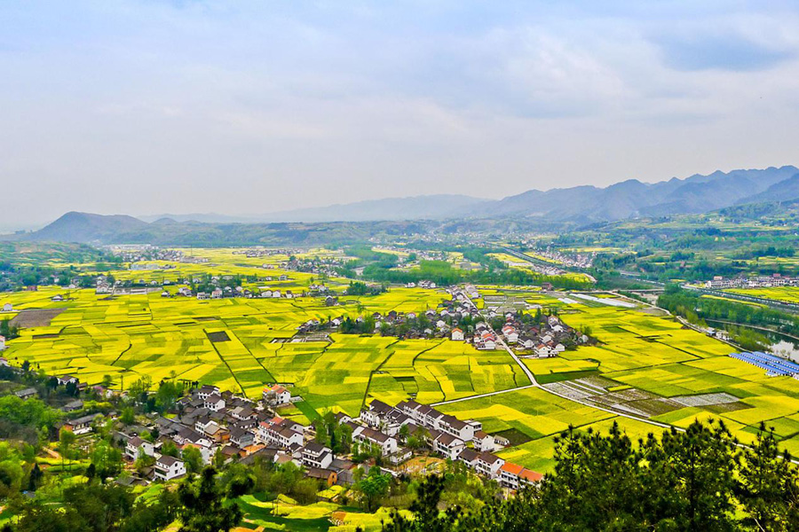 【专题 三国圣地 美丽勉县 CRI多语报道 日语】三国の聖地で菜の花に魅了＝陝西省勉県