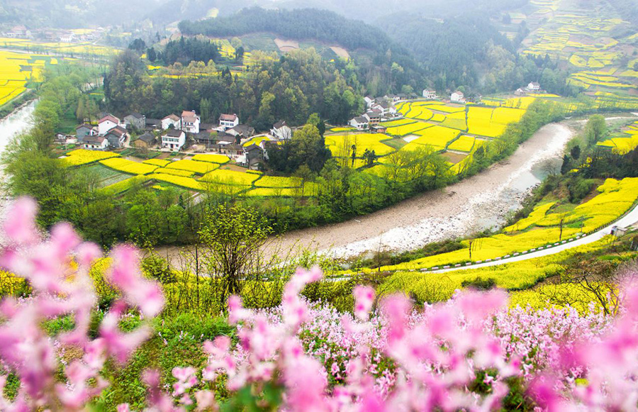 【专题 三国圣地 美丽勉县 CRI多语报道 日语】三国の聖地で菜の花に魅了＝陝西省勉県