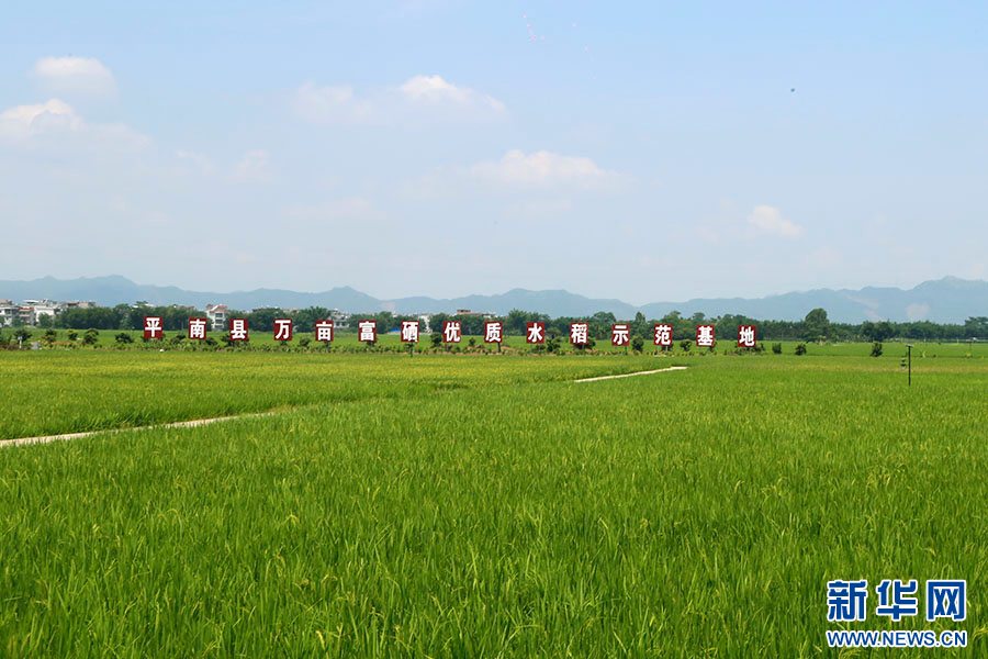 广西平南：万亩水稻好“风景”