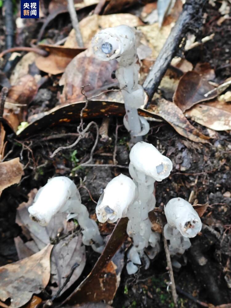 广西一地首次发现水晶兰 无需阳光就能开花的植物你见过吗？