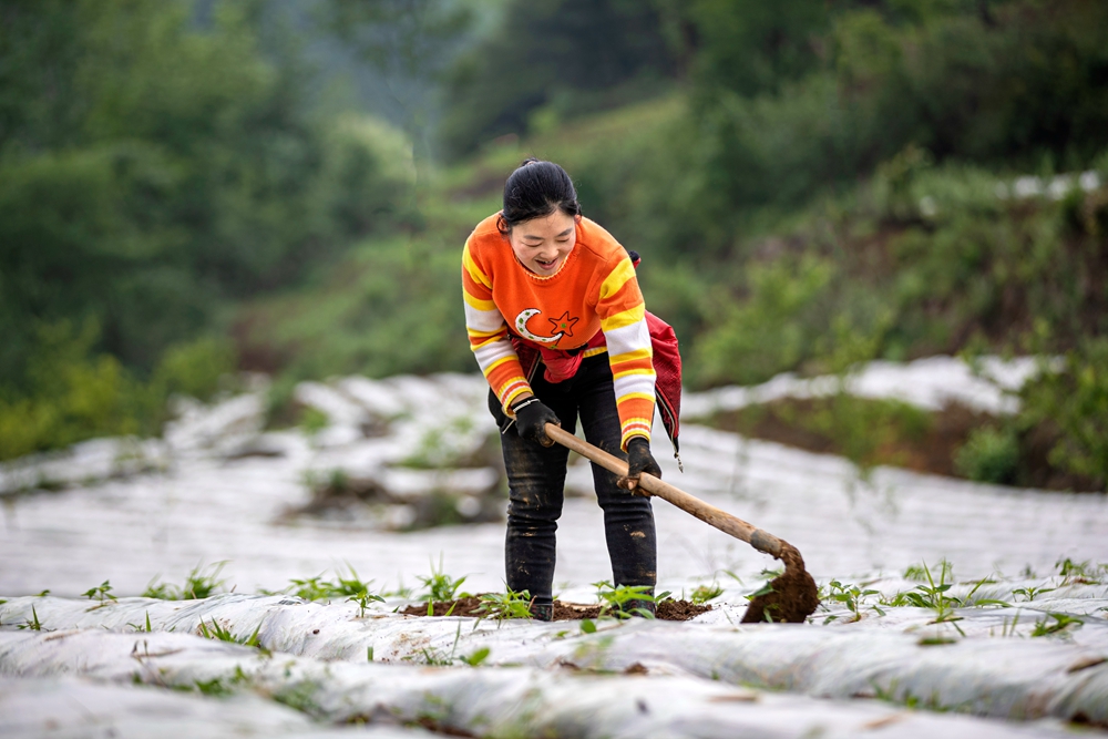 贵州黔西：初夏辣椒种植忙_fororder_2023年5月10日，贵州省黔西市洪水镇洪箐村辣椒种植基地，村民抢抓农时和土壤墒情种植辣椒。B62I4335.JPG