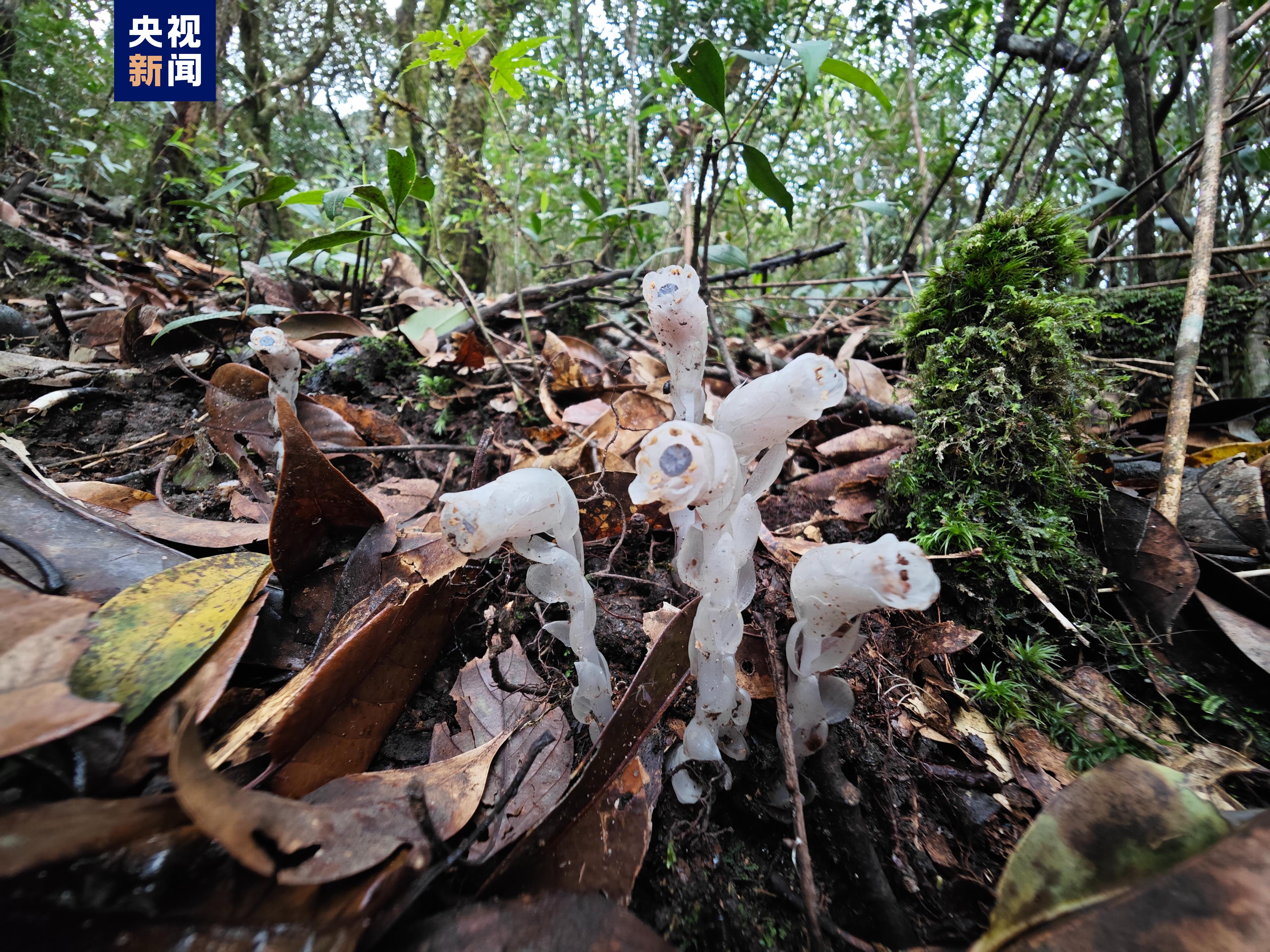 广西一地首次发现水晶兰 无需阳光就能开花的植物你见过吗？