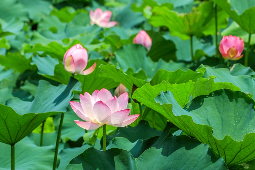 广西南宁：一池荷花开 赏荷正当时