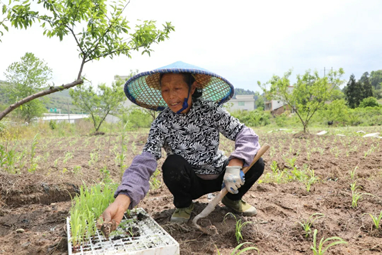 贵州都匀小围寨街道：机械化作业 跑出高粱种植“加速度”_fororder_范桥艳 摄 (6)