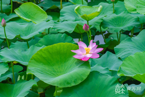 一池盛放好运“莲莲” 江苏荷花进入盛花期