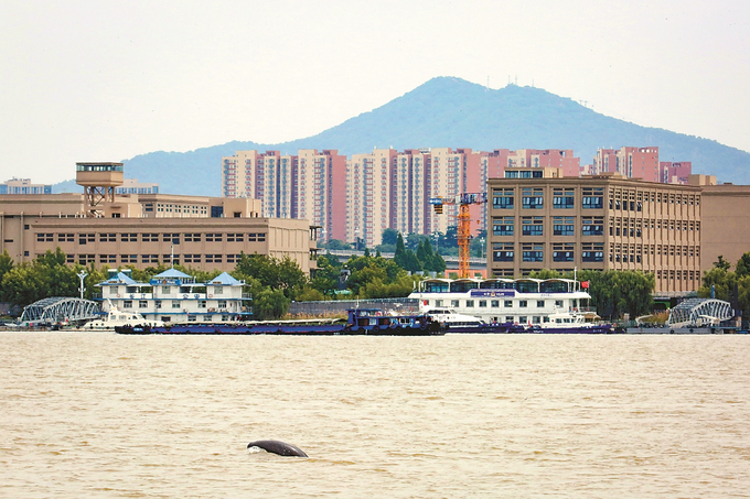 长江漾清波 江豚逐浪高