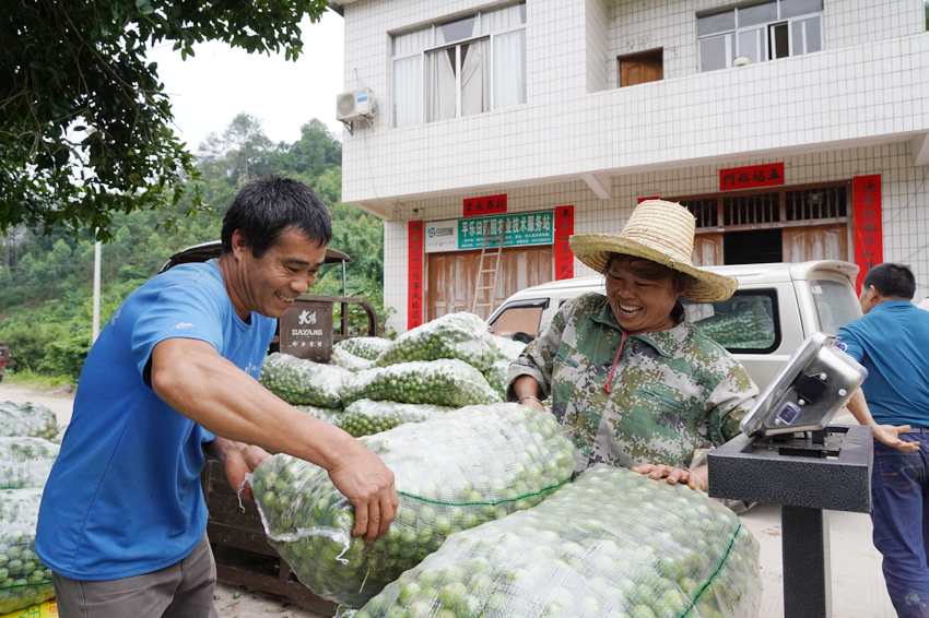 桂林平乐：李子丰产采摘忙 果农增收心里甜