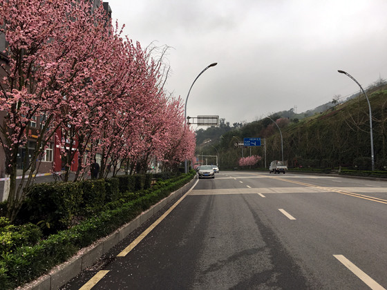 【区县联动】【涪陵】涪陵：春日鲜花开得正烂漫 迎宾大道美如画卷【区县联动 列表】涪陵：春日鲜花正烂漫 迎宾大道美如画