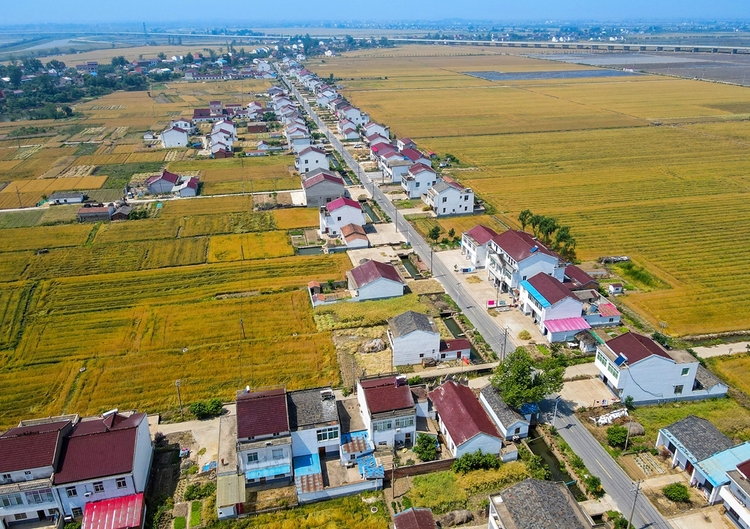 合肥庐江：小满时节 “丰”景如画_fororder_DJI_0976