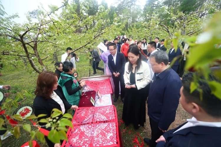 黑龙江省方正县第二届德善梨花节开幕