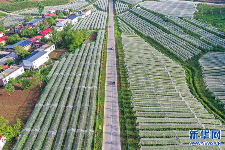 河南省三门峡市卢氏县：绿染山川满眼新