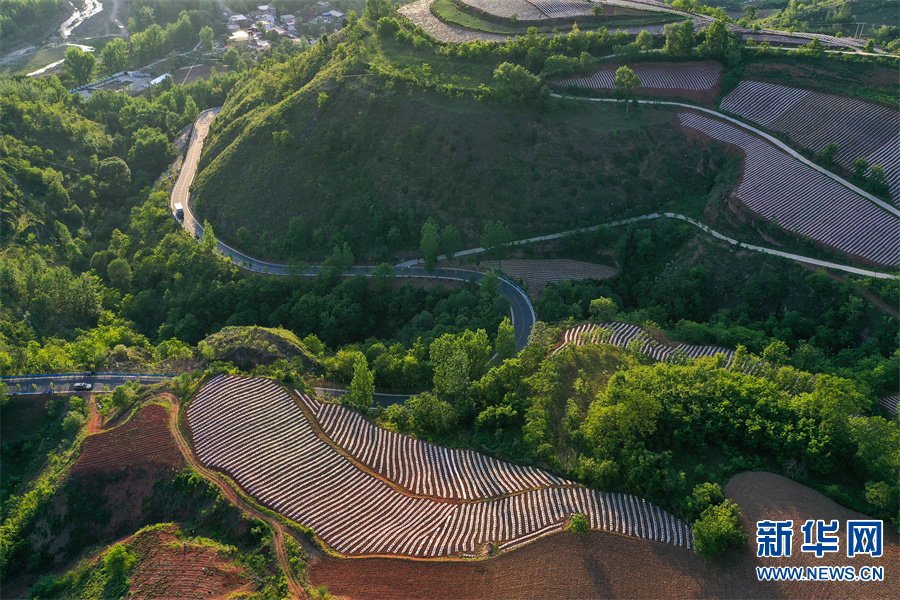 河南省三门峡市卢氏县：绿染山川满眼新